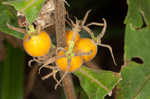 Feverwort